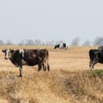 ‘Droogte in Nederland is een keuze’