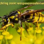 Wespenstichting zoekt wespenconsulenten in Limburg