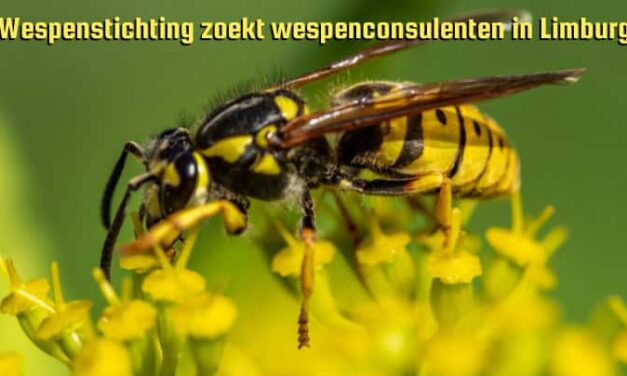 Wespenstichting zoekt wespenconsulenten in Limburg