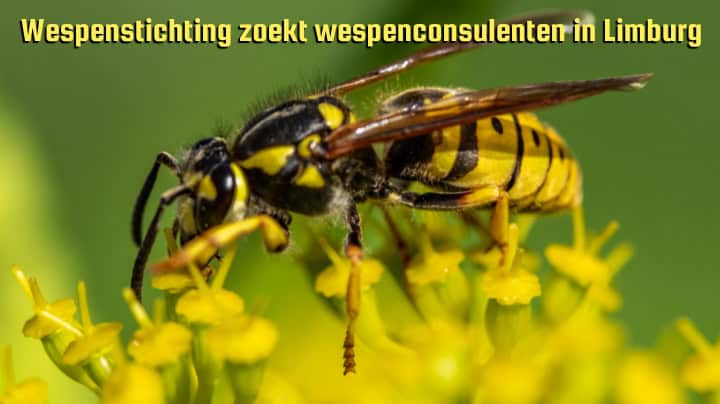 Wespenstichting zoekt wespenconsulenten in Limburg